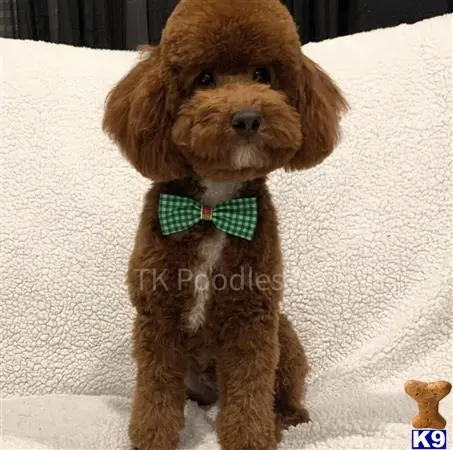 Poodle stud dog